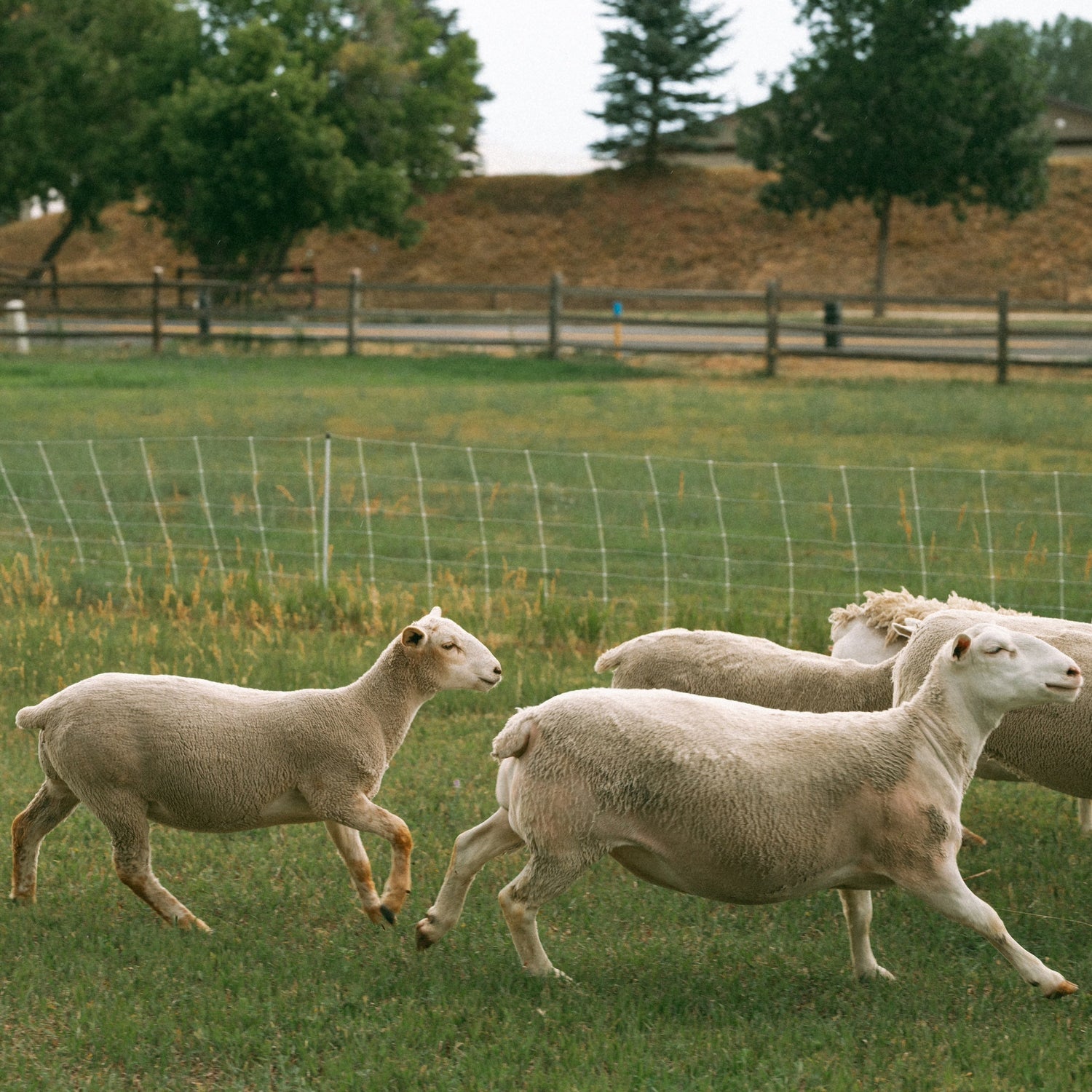 Sheep running in a grassy field with trees and a fence in the background