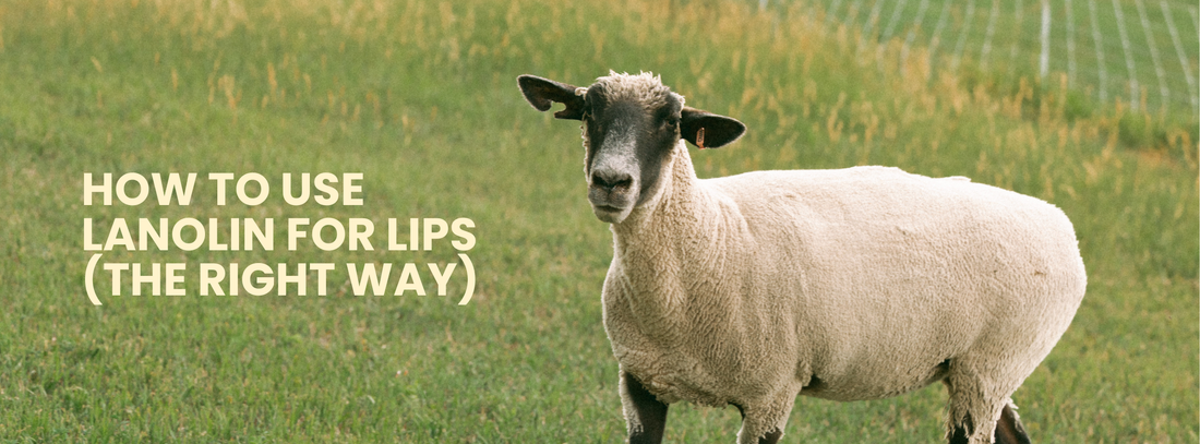How to Use Lanolin for Lips (The Right Way)