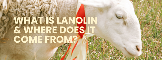 What Is Lanolin & Where Does It Come From?