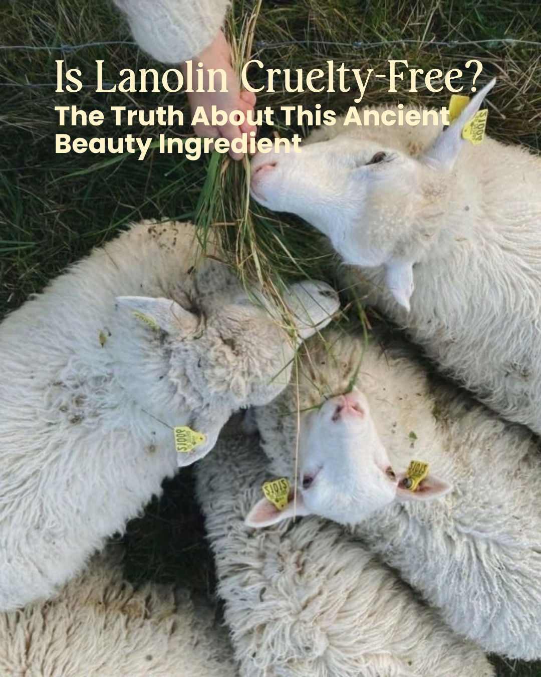 Is Lanolin Cruelty-Free? The Truth Behind Sourcing