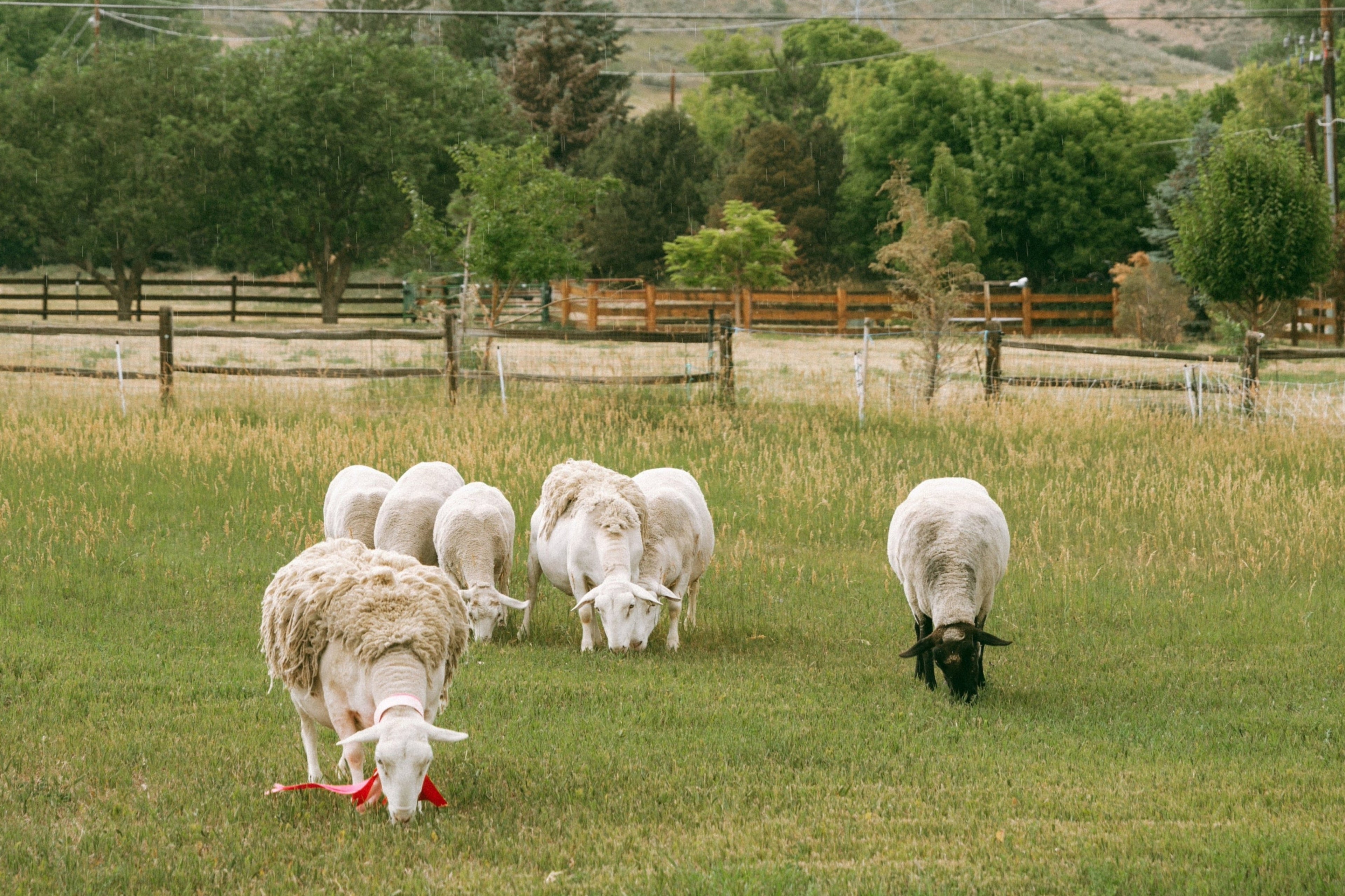 Sheep grazing in a field with hills and trees in the background