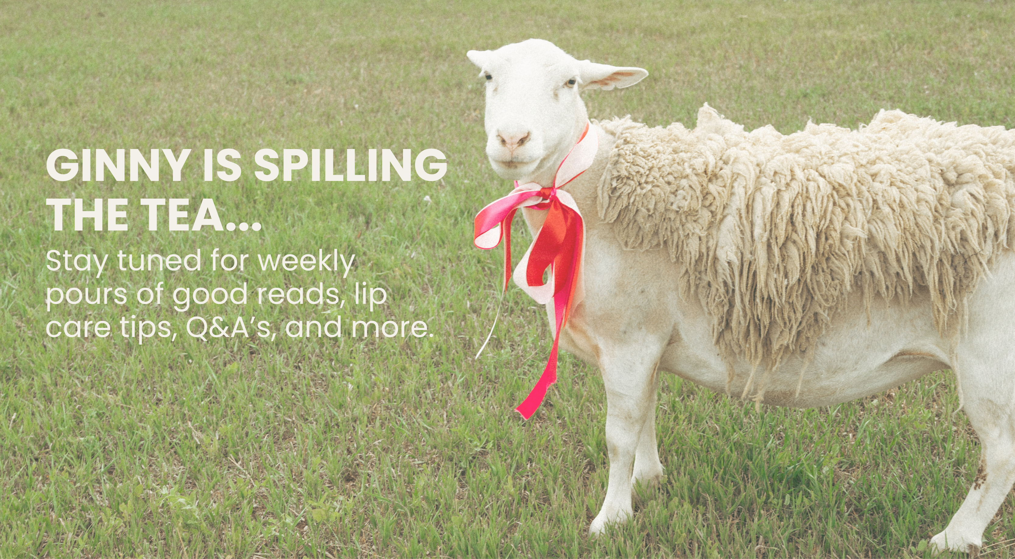 Sheep with a red ribbon in a grassy field, with text about weekly content.