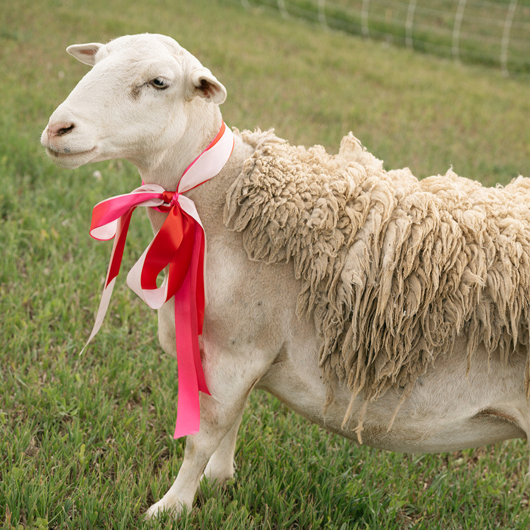 Sheep with a red ribbon in a grassy field