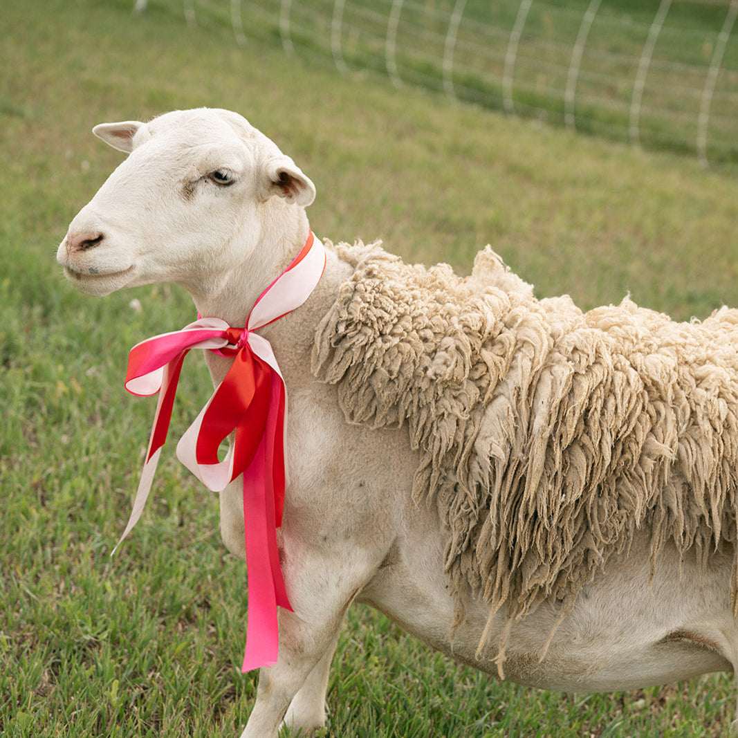 Sheep with a red and pink ribbon in a grassy field